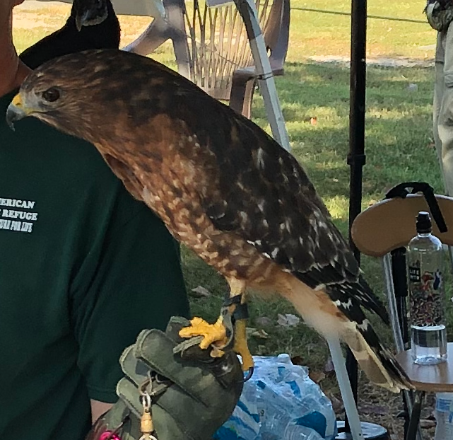 Ruby the red shouldered hawk