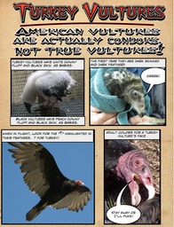 turkey vulture growing up copy