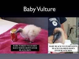 vulture baby copy