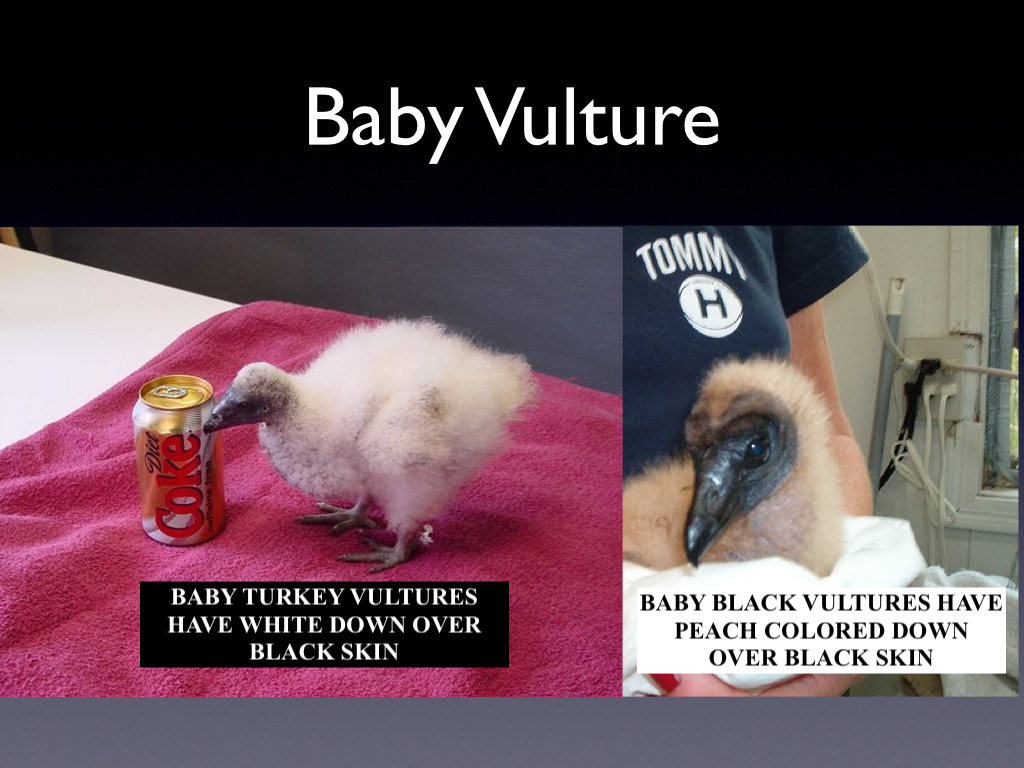 vulture baby copy